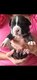 American Staffordshire Terrier