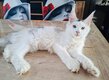 Femelle Maine Coon à vendre