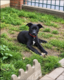 Malibull ( Malinois X Bully Xl )