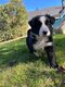Magnifiques chiots Border Collie