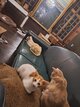 Chaton oriental blanc et roux