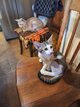 Chaton oriental gris et blanc