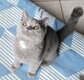 Superbe chaton british