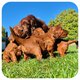 Chiot setter irlandais