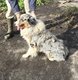 Magnifique berger australien adulte bleu merle