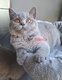2 chatons british Shorthair bleus