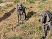 Chiots dogue  allemand blauw
