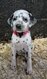 Chiot dalmatien