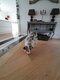 Superbe chien berger australien