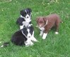 Chiots border collie