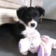 Chiots border collie