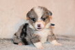 Magnifiques chiots Corgi