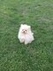 Spitz