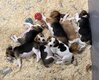 Chiot Beagles Adorables