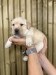 Chiots Labrador avec pedigree