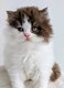 Chatons British longhair de toute beauté
