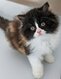 Chatons British longhair de toute beauté