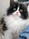 Chatons British longhair de toute beauté