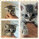 Chatons croisés  scottish fold et highland...