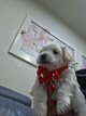 Magnifiques chiots bichons maltais à réserver