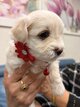 Magnifiques chiots bichons maltais à réserver