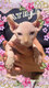 Sphynx elf