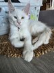 Magnifique mâle maine coon