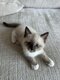 🌟 Chatons Ragdoll disponibles   Parents...