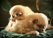 Bébé pomchi