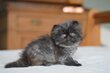 Adorable chatons persan