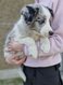 Border Collie Mâle Merle