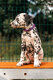 Chiot dalmatien femelle