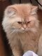 British longhair