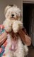 Bichon maltais femelle a replacer