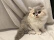 British Longhair
