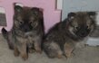 Superbes Spitz nains de type Pomeranian