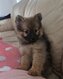 Superbes Spitz nains de type Pomeranian