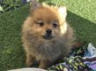 Superbes Spitz nains de type Pomeranian
