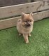 Superbes Spitz nains de type Pomeranian
