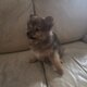 Superbes Spitz nains de type Pomeranian