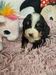 Chiots bouvier bernois avec pédigrées