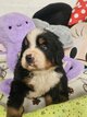 Chiots bouvier bernois avec pedigree
