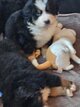 Chiots bouvier bernois avec pedigree