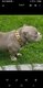 American bully