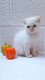 🐾 Magnifiques chatons Scottish Fold et...