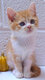 Magnifiques chatons Scottish Straight et Fold...