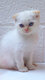 Magnifiques chatons Scottish Straight et Fold...