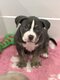 Femelle American Bully