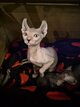 Petit mâle sphynx elf