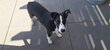 Croisé border collie et jack Russel de 11 mois...